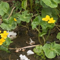 Marsh Marigold